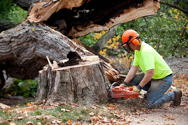 Best Tree Trimming Near Me  in Trafford, PA